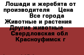 Лошади и жеребята от производителя. › Цена ­ 120 - Все города Животные и растения » Другие животные   . Свердловская обл.,Красноуфимск г.